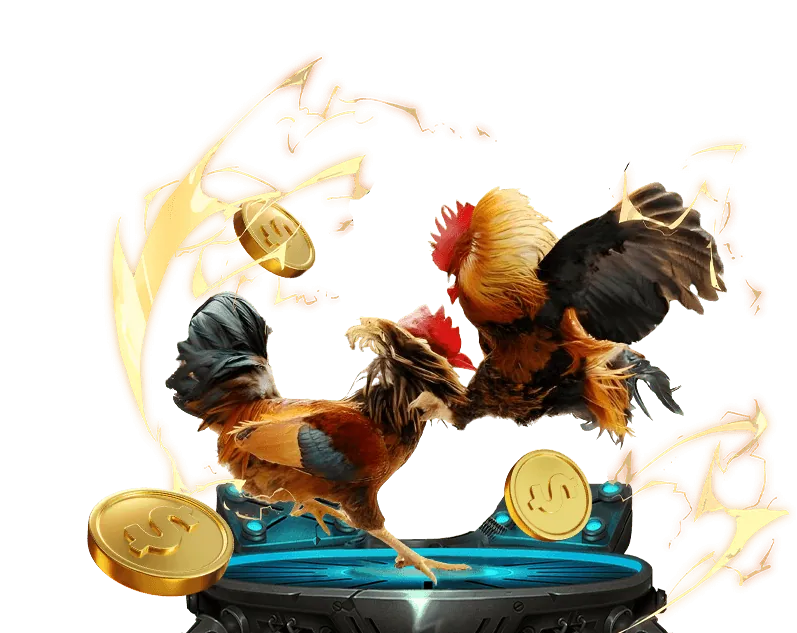 Người chơi poker khám phá đá gà